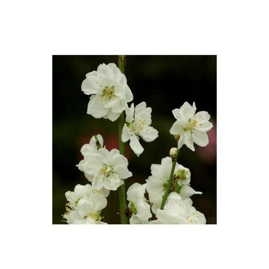 Ornamental Trees * | Prunus Persica Taoflora White | White Flowering Peach Tree | 10L Pot | 120-150Cm