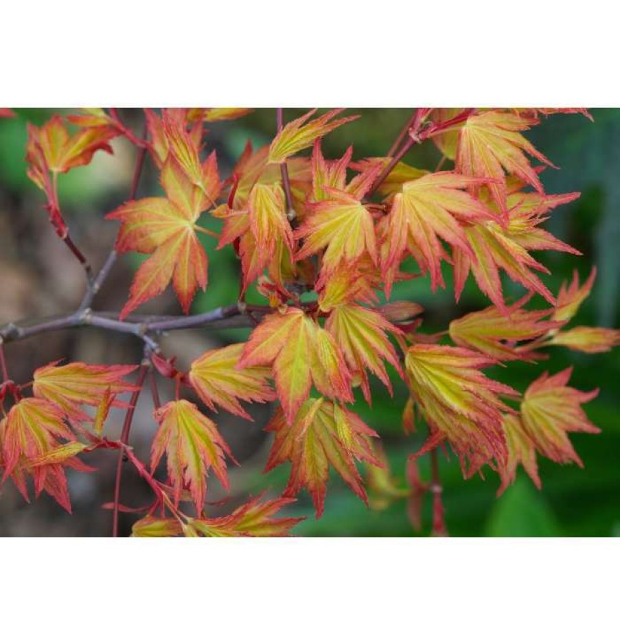 Ornamental Trees * | Acer Palmatum 'Orange Dream' | Japanese Maple Tree