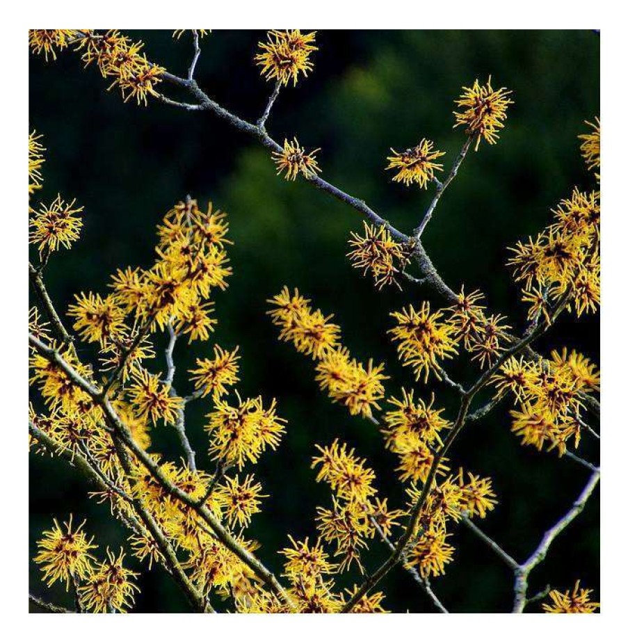 Winter Interest Plants * | Hamamelis X Intermedia 'Pallida' | Yellow Witch Hazel Tree | 12L Pot | 120-150Cm