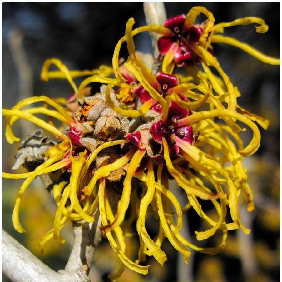 Winter Interest Plants * | Hamamelis X Intermedia 'Pallida' | Yellow Witch Hazel Tree | 12L Pot | 120-150Cm