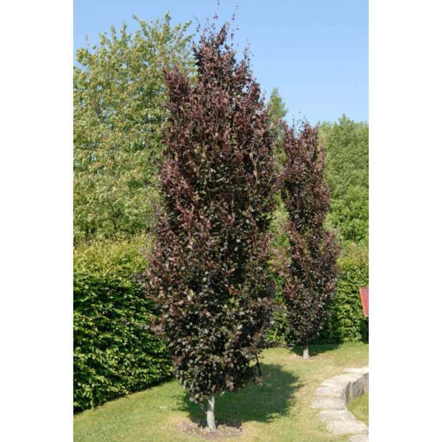 Ornamental Trees * | Fagus Sylvatica 'Dawyck Purple' | Purple Fastigiate Beech Tree | 12L Pot | 150-180Cm | By Frank P Matthews