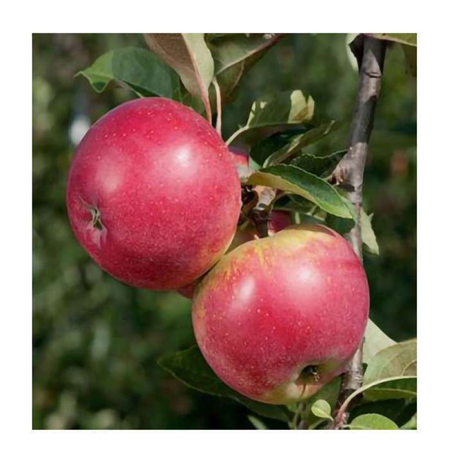 Fruit Trees * | 5Ft 'Worcester Pearmain' Dessert Apple Tree| Mm106 Semi Vigorous Rootstock | 12L Pot | By Frank P Matthews