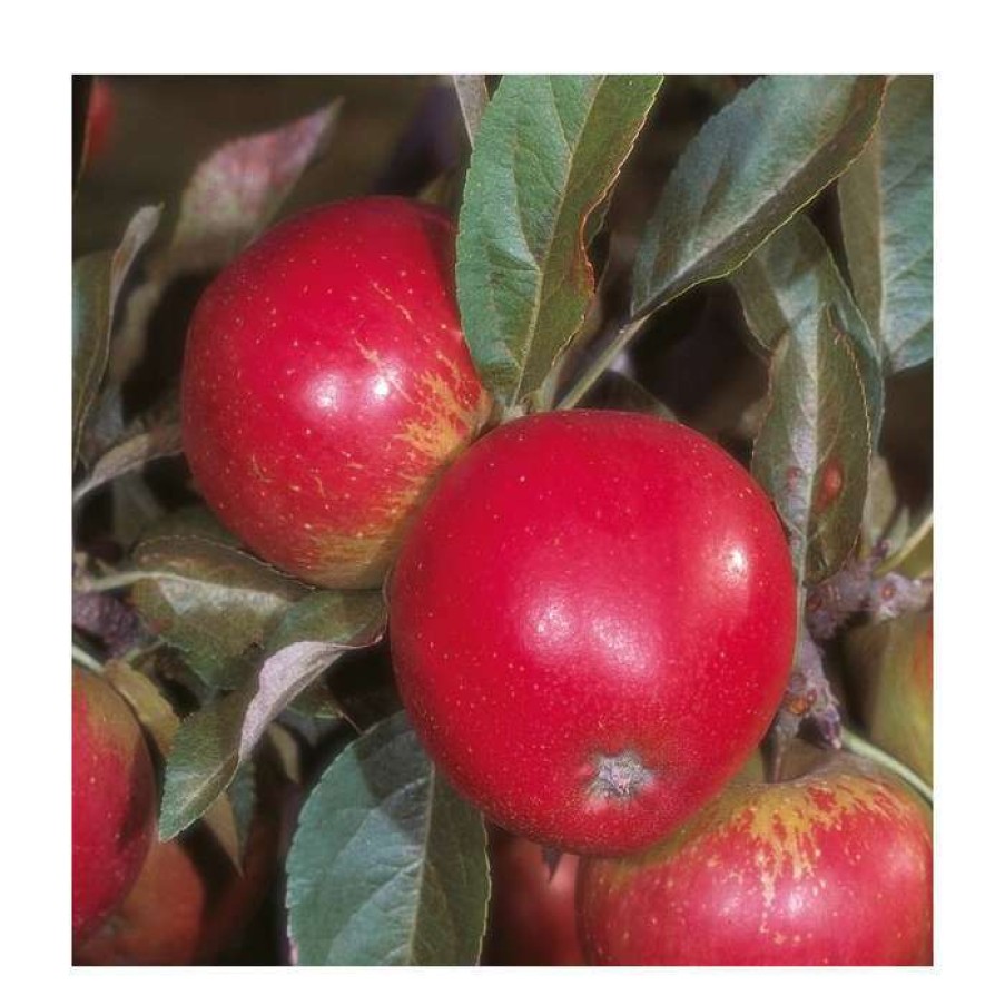 Fruit Trees * | 5Ft 'Worcester Pearmain' Dessert Apple Tree| Mm106 Semi Vigorous Rootstock | 12L Pot | By Frank P Matthews