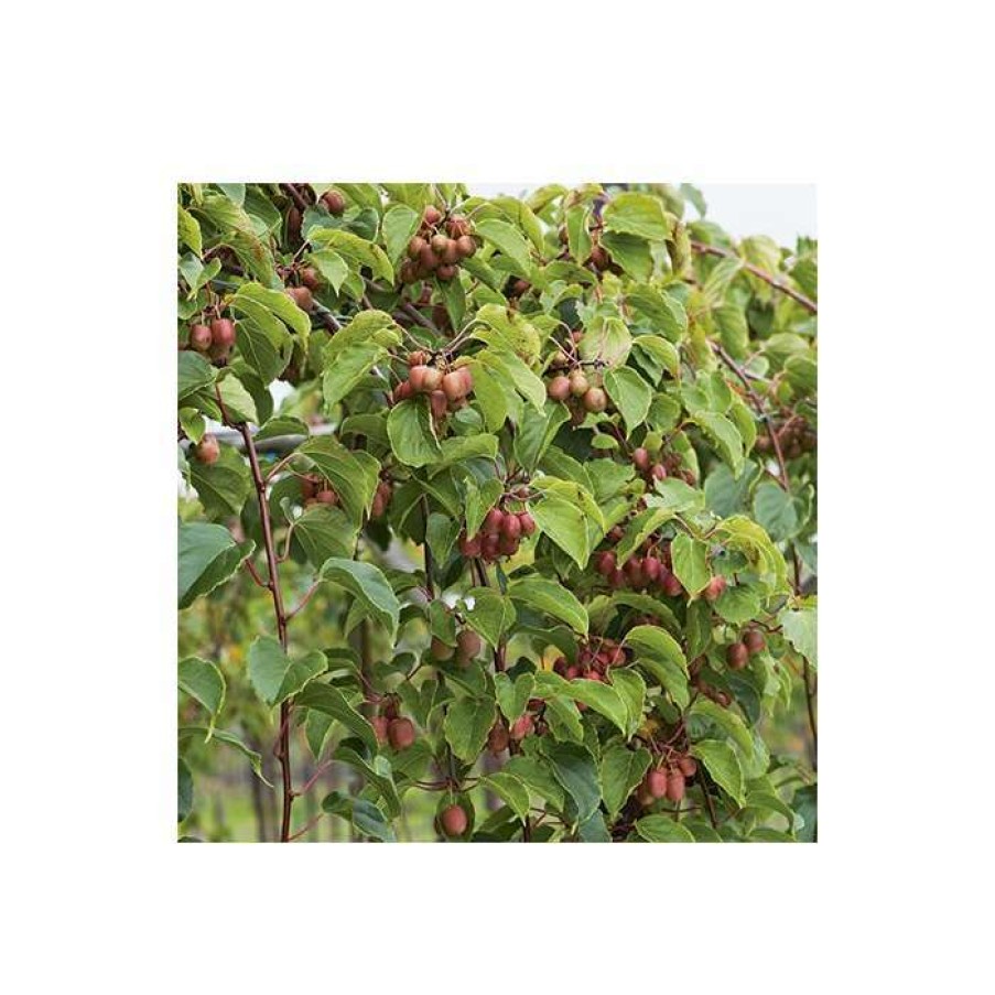 Ornamental Trees * | Malus 'Laura' | Crabapple Tree