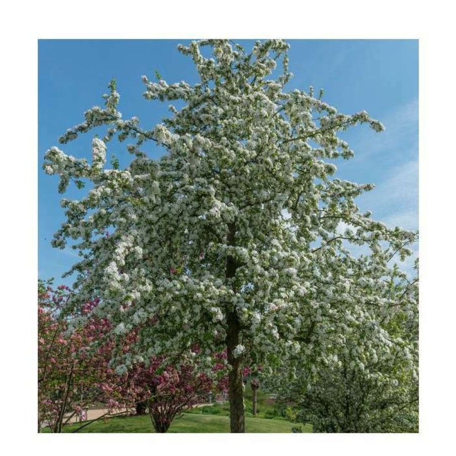 Ornamental Trees * | Malus 'Butterball' | Crab Apple Tree | 9L Pot | 12L Pot | 150-180Cm | By Frank P Matthews