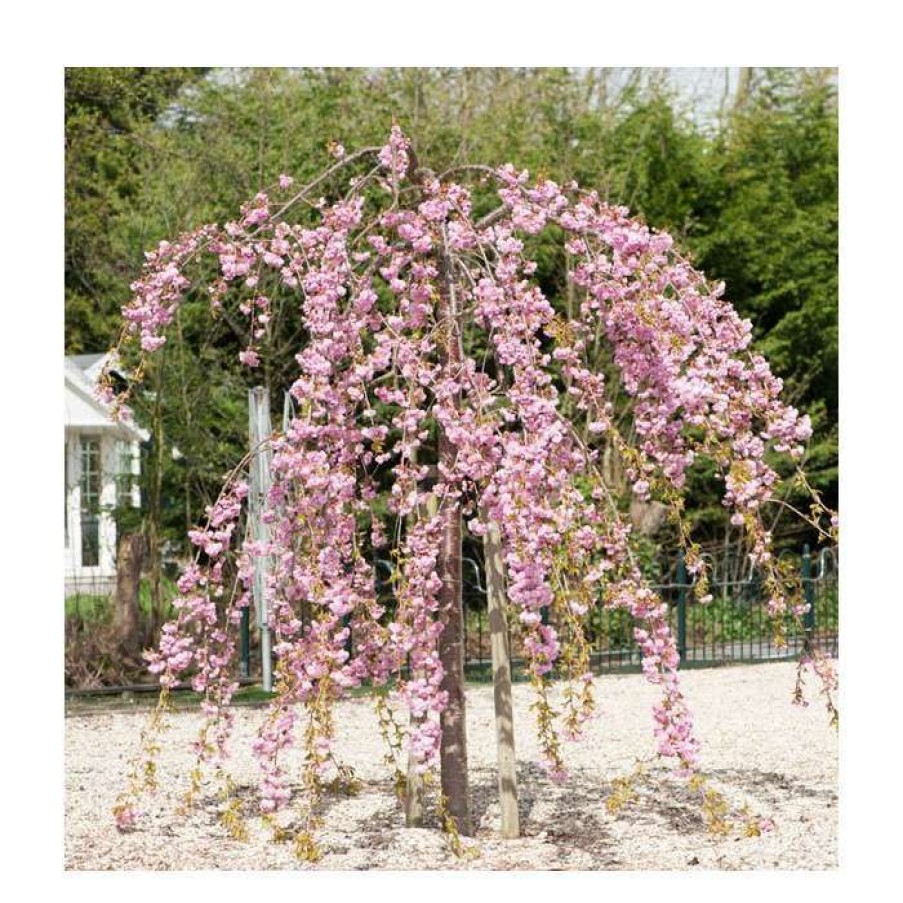 Ornamental Trees * | Prunus 'Kiku Shidare Zakura' | Cherry Blossom Tree