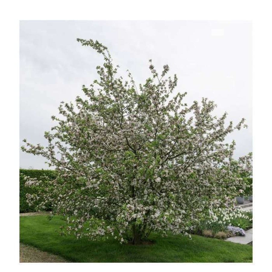 Winter Interest Plants * | Malus X Robusta 'Red Sentinel' | Crab Apple Tree | 12L Pot | 150-180Cm | By Frank P Matthews