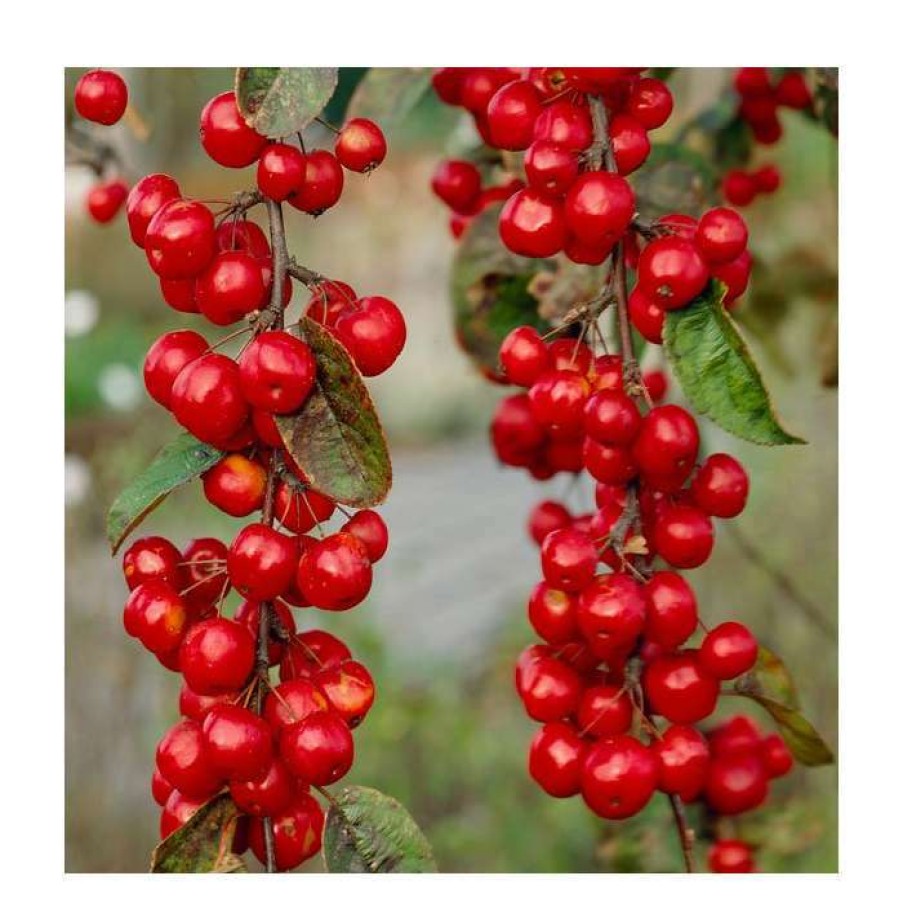 Winter Interest Plants * | Malus X Robusta 'Red Sentinel' | Crab Apple Tree | 12L Pot | 150-180Cm | By Frank P Matthews