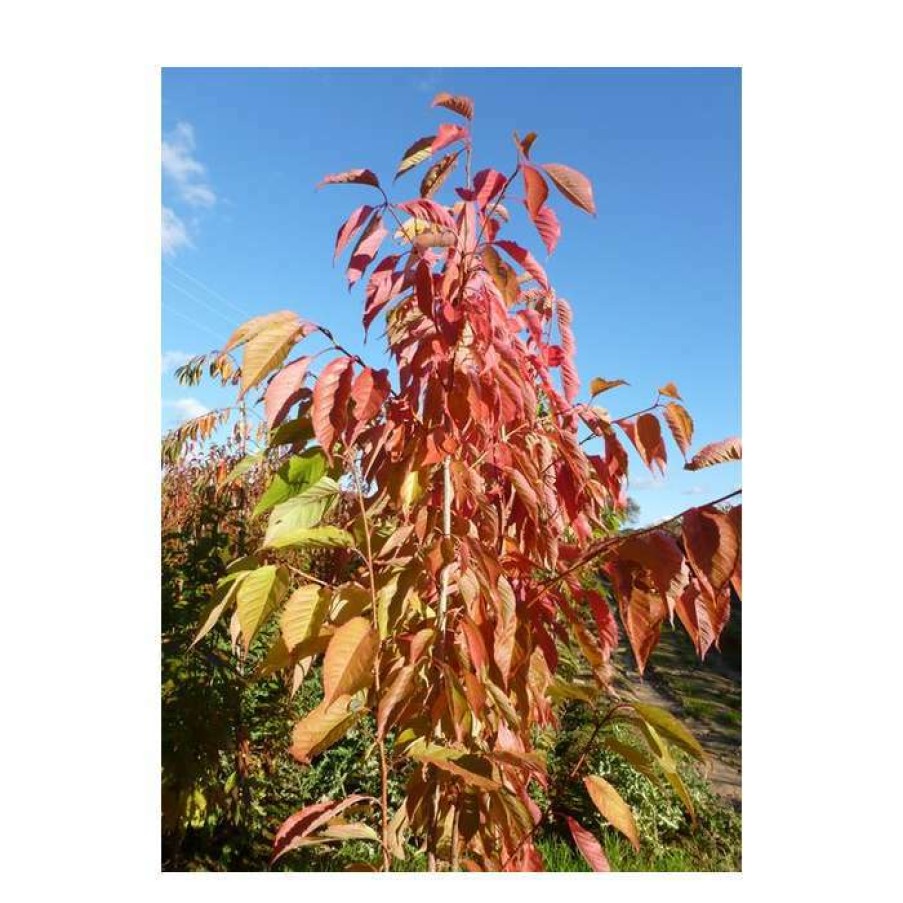 Ornamental Trees * | Prunus 'Fragrant Cloud' | 'Shizuka' Tree | Cherry Blossom Tree | 12L Pot | 150-180Cm | By Frank P Matthews