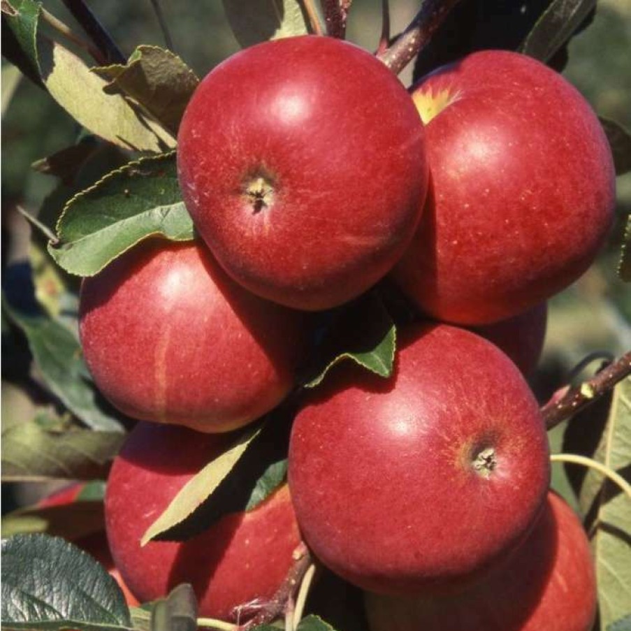 Fruit Trees * | 5Ft 'Scrumptious Dessert Apple Tree | Mm106 Semi Vigorous Rootstock | 12L Pot | By Frank P Matthews