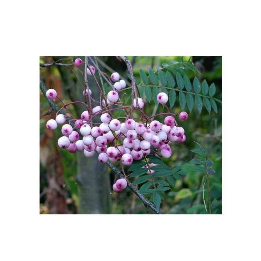 Winter Interest Plants * | Sorbus Vilmorinii | Rowan Tree