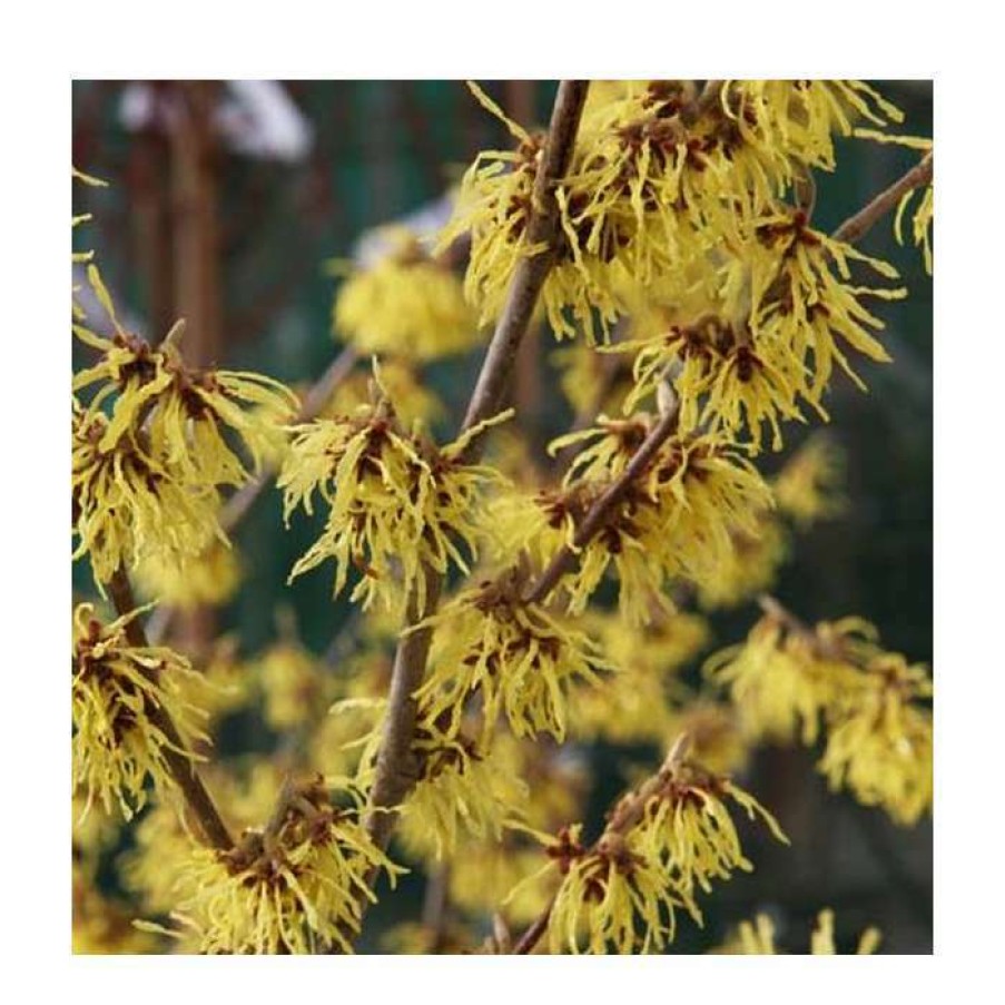 Winter Interest Plants * | Hamamelis X Intermedia 'Arnold Promise' | Yellow Witch Hazel Tree | 12L Pot | 150-180Cm | By Frank P Matthews