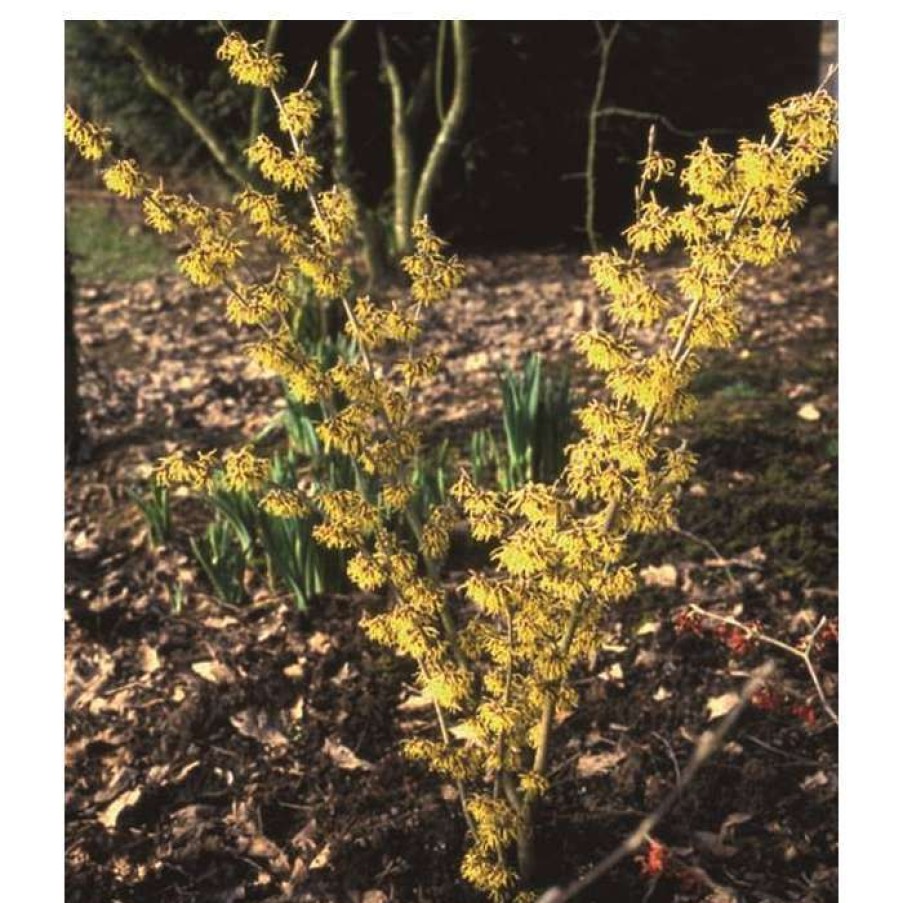 Winter Interest Plants * | Hamamelis X Intermedia 'Arnold Promise' | Yellow Witch Hazel Tree | 12L Pot | 150-180Cm | By Frank P Matthews