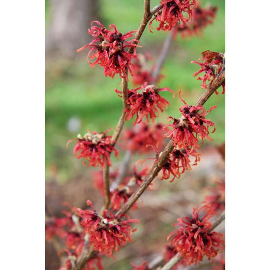 Winter Interest Plants * | Hamamelis Intermedia 'Diane' | Red Witch Hazel Tree | 12L Pot | 120-150Cm