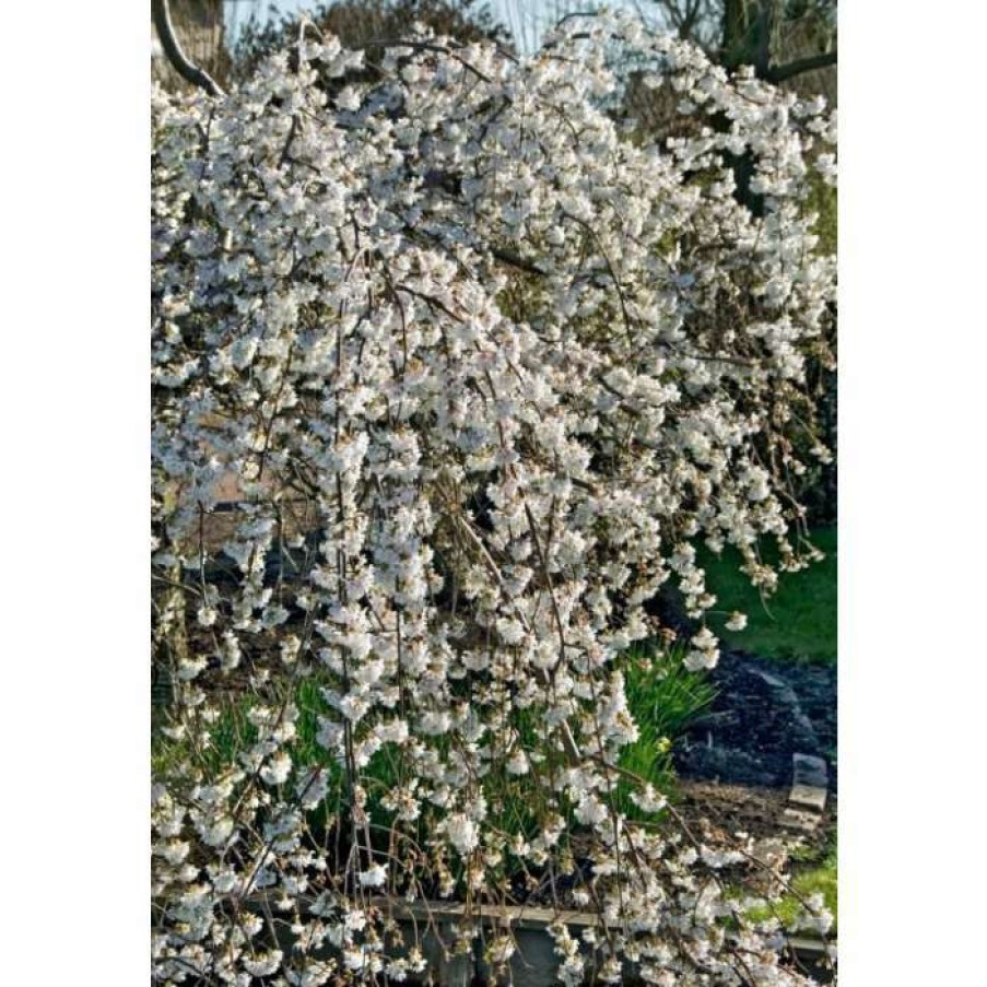 Ornamental Trees * | Prunus Yedoensis 'Ivensii' | Cherry Blossom Tree