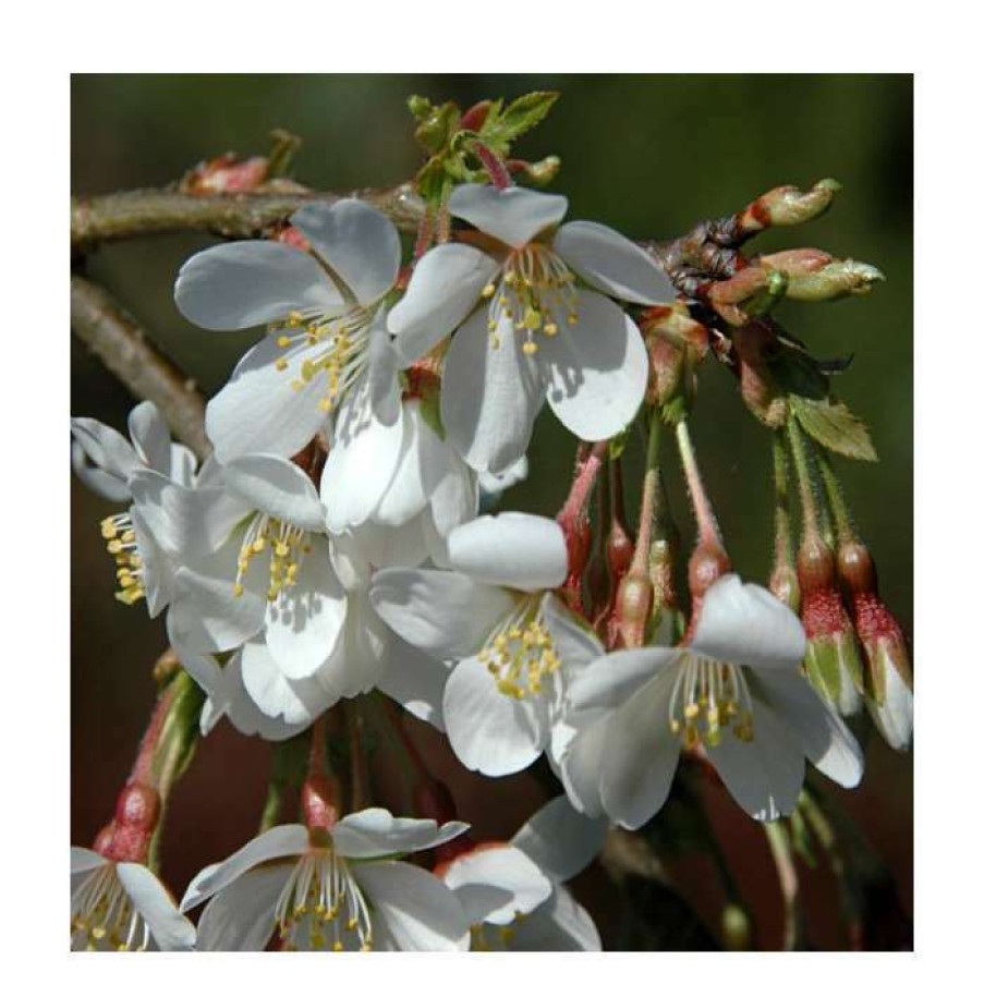 Ornamental Trees * | Prunus Yedoensis 'Ivensii' | Cherry Blossom Tree