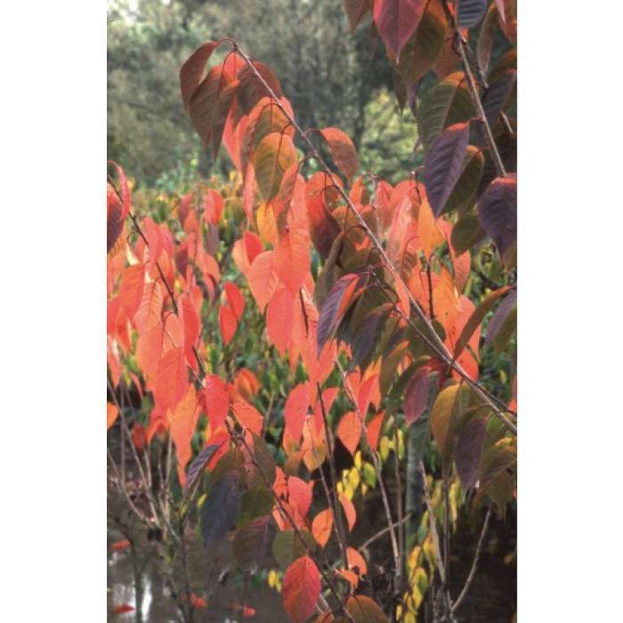 Ornamental Trees * | Prunus 'Beni-Yutaka' | Cherry Blossom Tree | 12L Pot | 150-180Cm | By Frank P Matthews