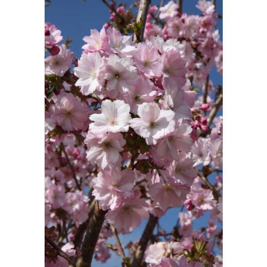 Ornamental Trees * | Prunus 'Beni-Yutaka' | Cherry Blossom Tree | 12L Pot | 150-180Cm | By Frank P Matthews