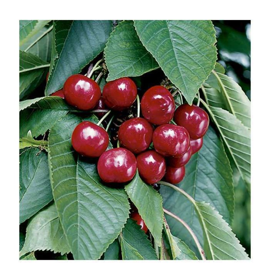 Fruit Trees * | 5Ft "Stella' Patio Cherry Tree | Gisela 5 Semi Dwarfing Rootstock | 11.5L Pot | By Frank P Matthews