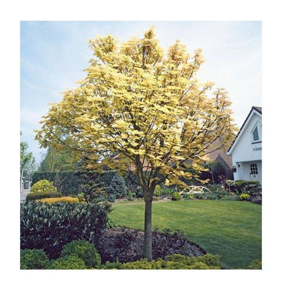 Ornamental Trees * | Acer Pseudoplatanus 'Brilliantissimum' | Sycamore Tree | 12L Pot | 150-180Cm | By Frank P Matthews