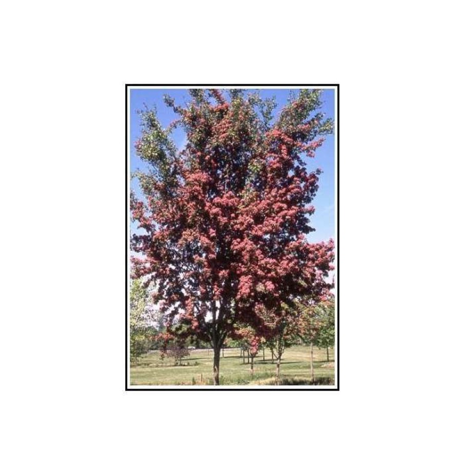 Ornamental Trees * | Crataegus Laevigata 'Crimson Cloud' | Hawthorn Tree