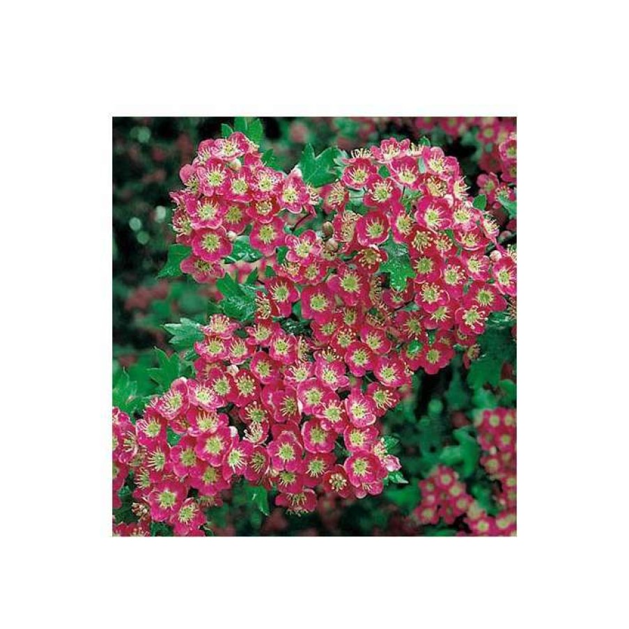 Ornamental Trees * | Crataegus Laevigata 'Crimson Cloud' | Hawthorn Tree