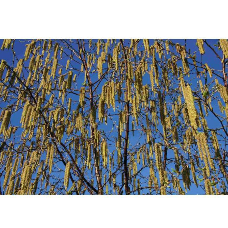 Ornamental Trees * | Betula Albosinensis 'Fascination' | Chinese White Bark Birch Tree | 12L Pot | 150-180Cm | By Frank P Matthews