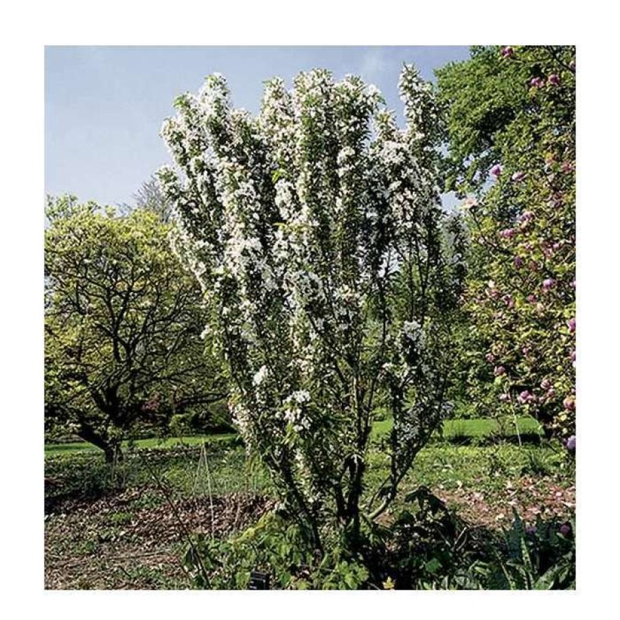 Ornamental Trees * | Malus 'Admiration' | Crab Apple Tree | 11.5L Pot | 120-150Cm | By Frank P Matthews