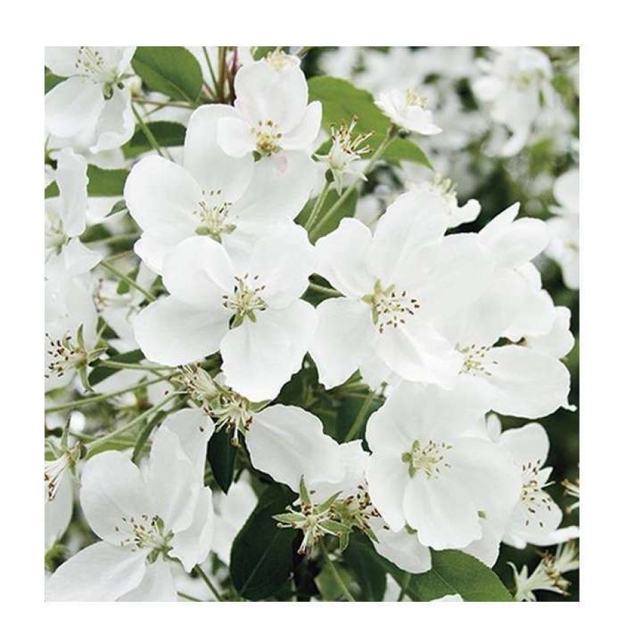 Ornamental Trees * | Malus 'Admiration' | Crab Apple Tree | 11.5L Pot | 120-150Cm | By Frank P Matthews