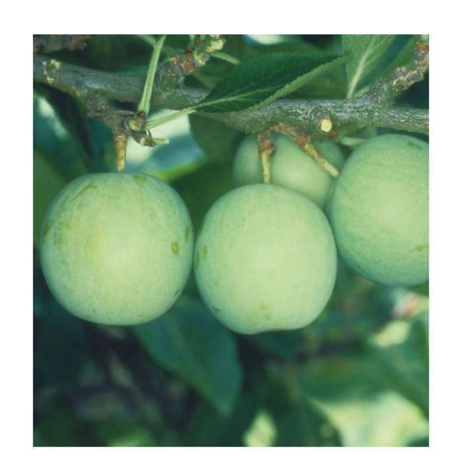 Fruit Trees * | 5Ft 'Old Green Gage' Plum Tree | Sja Semi Vigorous Rootstock | 12L Pot | By Frank P Matthews