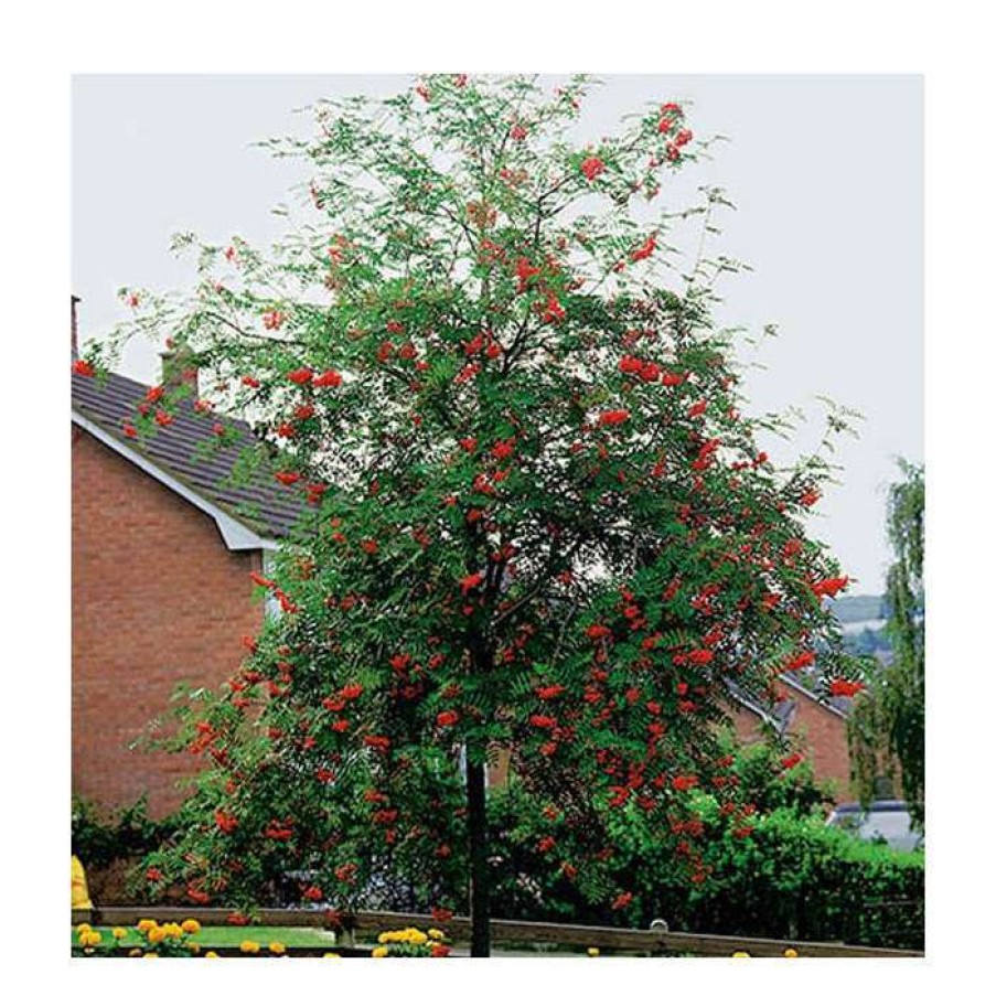 Winter Interest Plants * | Sorbus Aucuparia | Mountain Ash Rowan Tree | 12L | 150-180Cm | By Frank P Matthews