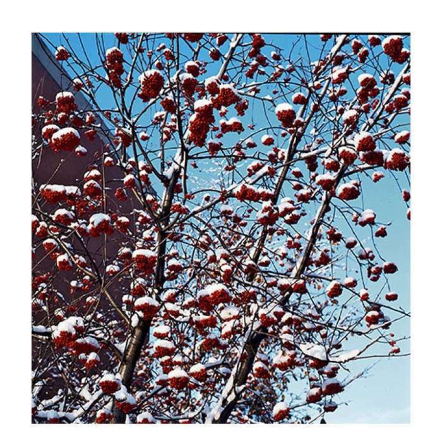 Winter Interest Plants * | Sorbus Aucuparia | Mountain Ash Rowan Tree | 12L | 150-180Cm | By Frank P Matthews