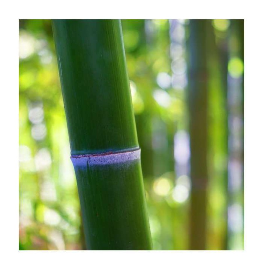 Ornamental Trees * | Green Bamboo | Phyllostachys Bissetii