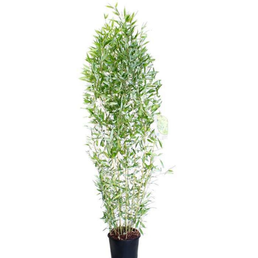 Ornamental Trees * | Green Bamboo | Phyllostachys Bissetii