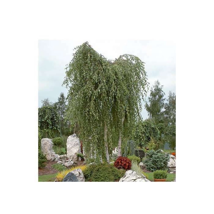 Ornamental Trees * | Silver Birch | Betula Pendula