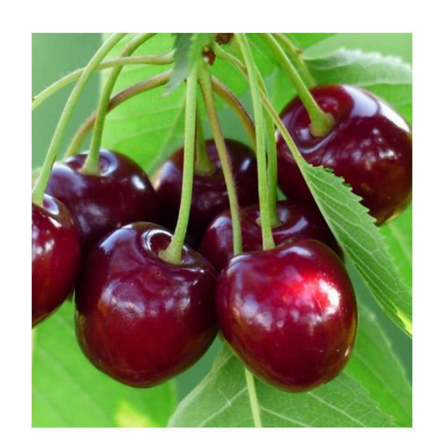 Fruit Trees * | Prunus 'Karina' | Cherry Tree