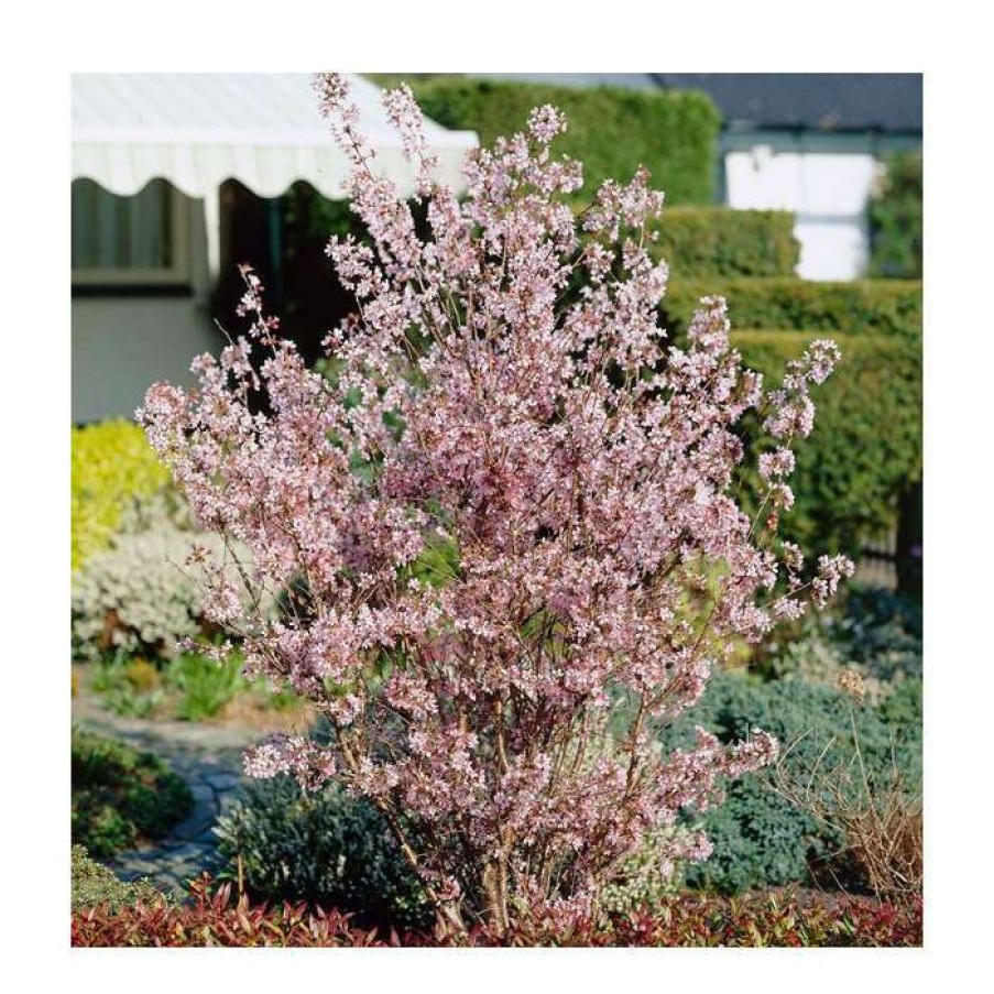 Ornamental Trees * | Prunus Nipponica Var. Kurilensis 'Ruby' | Dwarf Apline Cherry Blossom Tree | 9L Pot | 120-150Cm