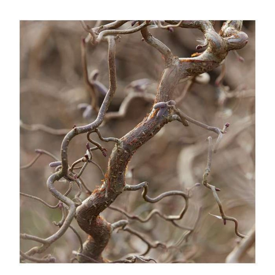 Winter Interest Plants * | Corylus Avellana 'Red Majestic' (Pbr) | Purple Twisted Hazel Tree | 9L Pot | 120-150Cm