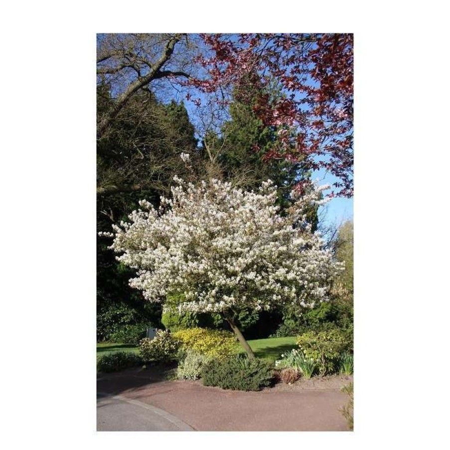 Ornamental Trees * | Amelanchier Grandiflora 'Ballerina' | Juneberry Tree | 12L Pot | 150-180Cm | By Frank P Matthews