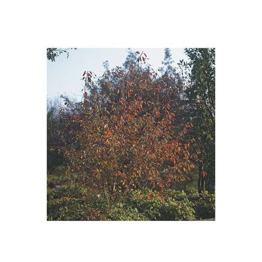 Ornamental Trees * | Amelanchier Grandiflora 'Ballerina' | Juneberry Tree | 12L Pot | 150-180Cm | By Frank P Matthews