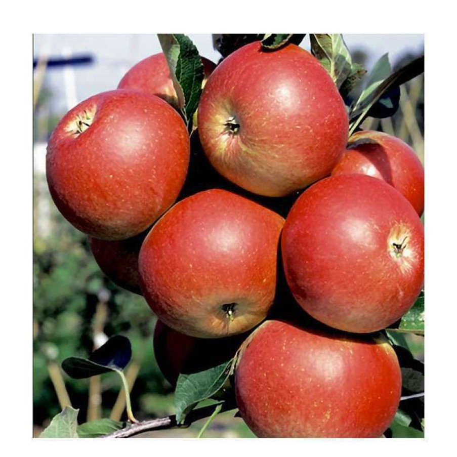 Fruit Trees * | 4Ft 'Fiesta' Patio Dessert Apple Tree | M27 Dwarfing Rootstock | 11.5L Pot | By Frank P Matthews