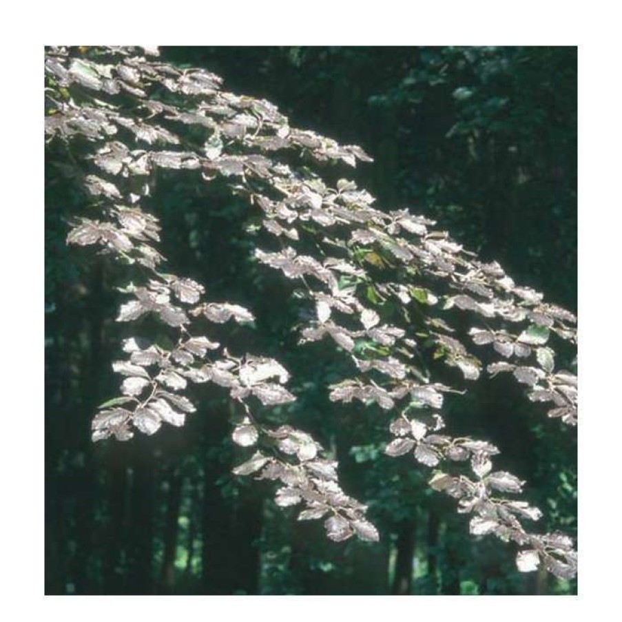 Ornamental Trees * | Fagus Sylvatica F. Purpurea | Copper Beech Tree | 12L Pot | 150-180Cm | By Frank P Matthews