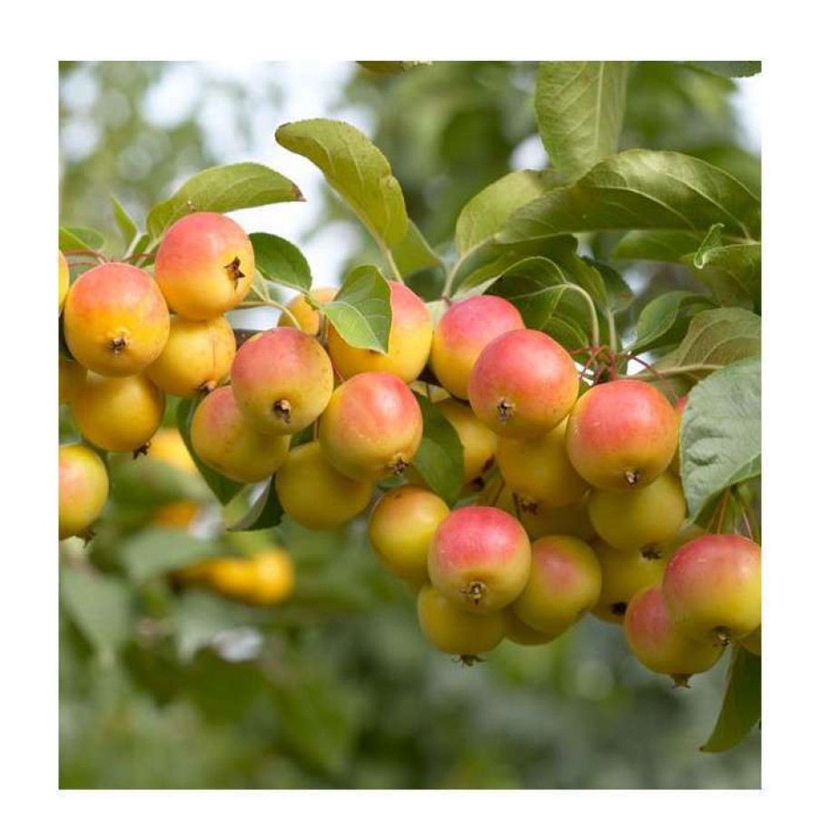 Ornamental Trees * | Malus 'Butterball' | Crabapple Tree