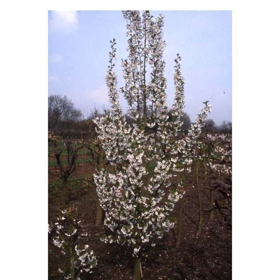 Ornamental Trees * | Prunus 'Snow Goose' | Cherry Blossom Tree