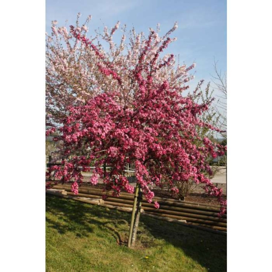 Ornamental Trees * | Malus Domestica 'Cardinal' | Crab Apple Tree | 12L Pot | 150-180Cm | By Frank P Matthews