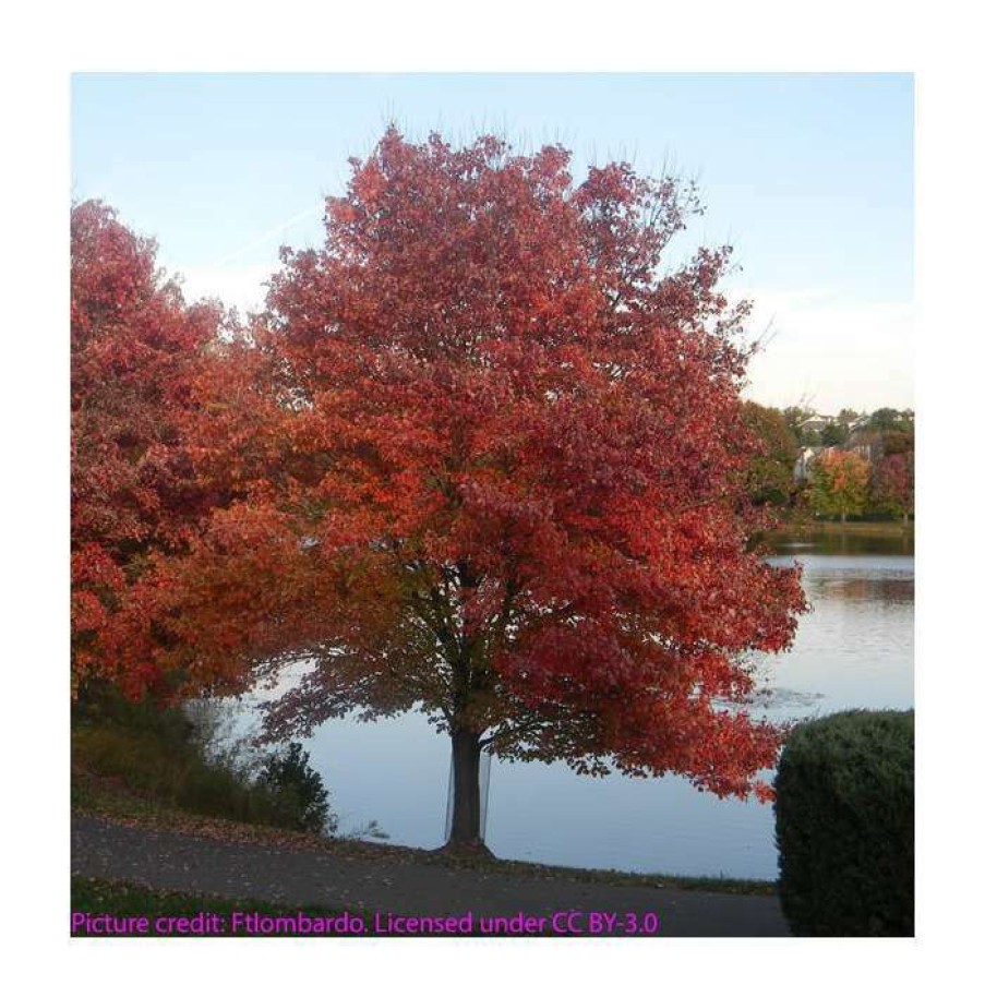 Ornamental Trees * | Acer Rubrum | Canadian Red Maple Tree | 9L Pot | 120-150Cm