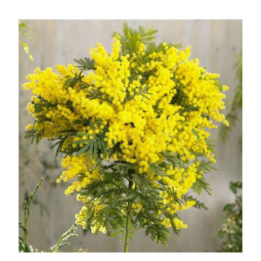 Ornamental Trees * | Acacia Dealbata | Yellow Mimosa Tree | 9L Pot | 120-150Cm