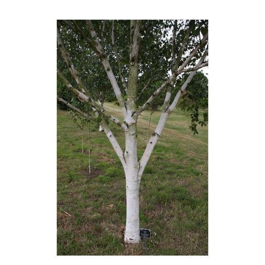 Ornamental Trees * | Betula Utilis Subsp. Jacquemontii 'Silver Shadow' | Himalayan Birch Tree | 12L Pot | 150-180Cm | By Frank P Matthews