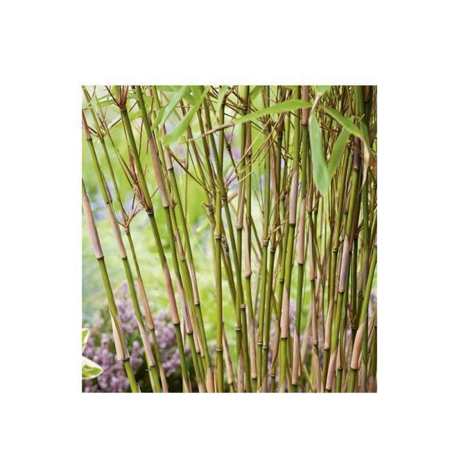 Ornamental Trees * | Fargesia Rufa Bamboo | 10L Pot | 60-90Cm