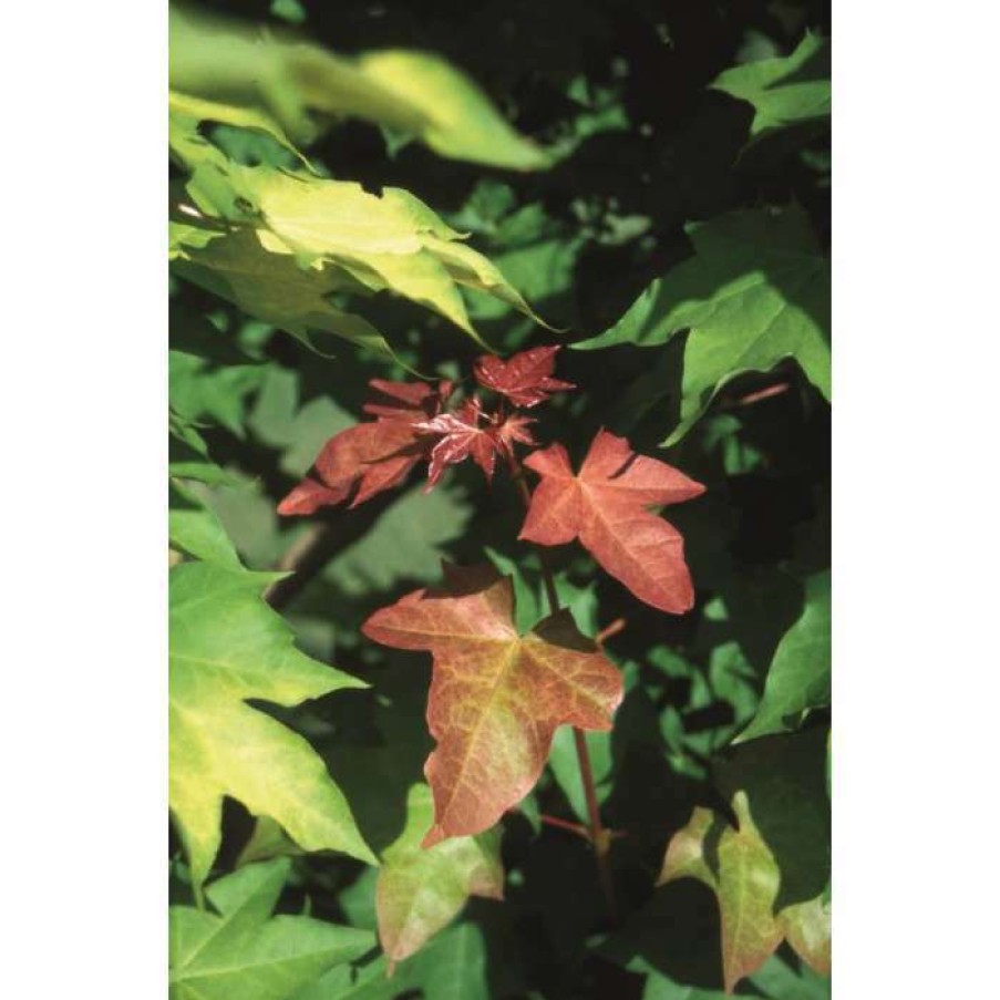 Ornamental Trees * | Acer Cappadocicum 'Rubrum' | Red Cappadocian Maple Tree | 12L Pot | 150-180Cm | By Frank P Matthews